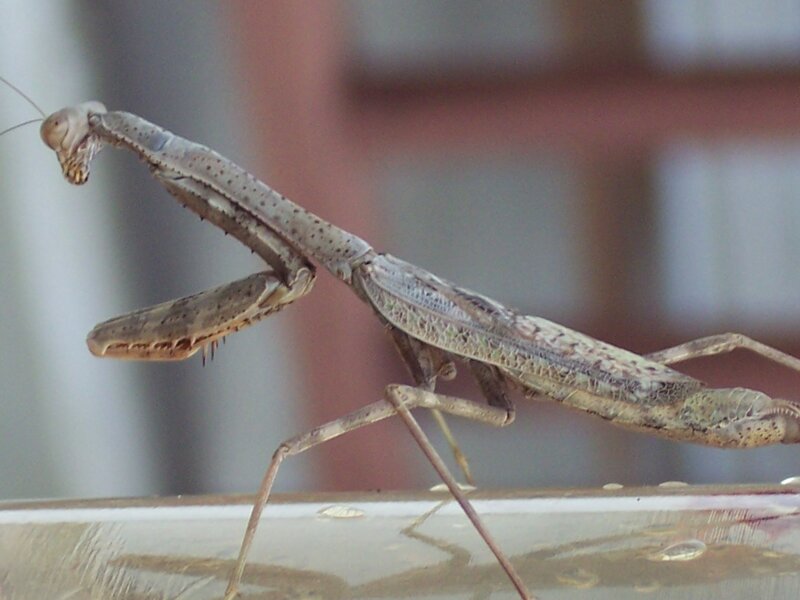 Praying Mantis on Surface