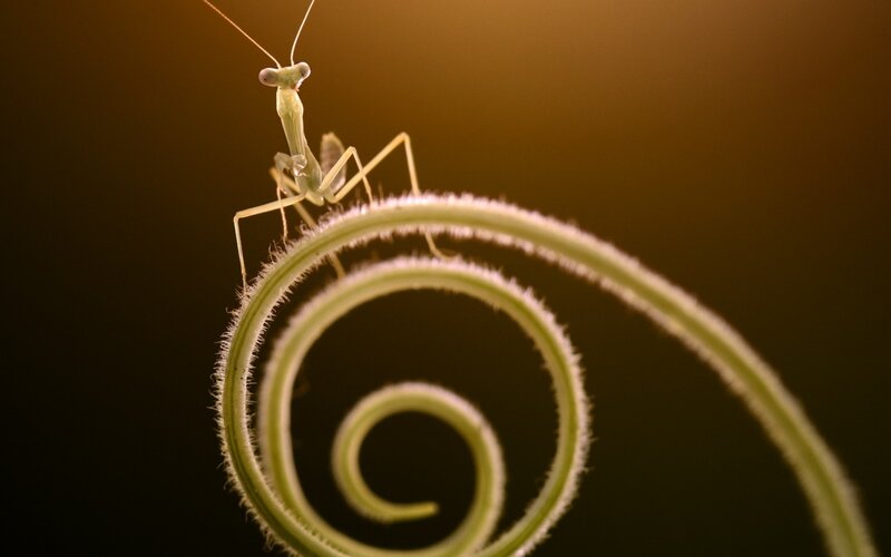 Praying Mantis on Vine