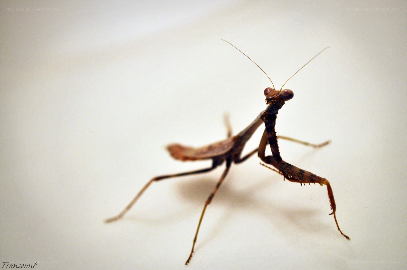 praying mantis on white surface