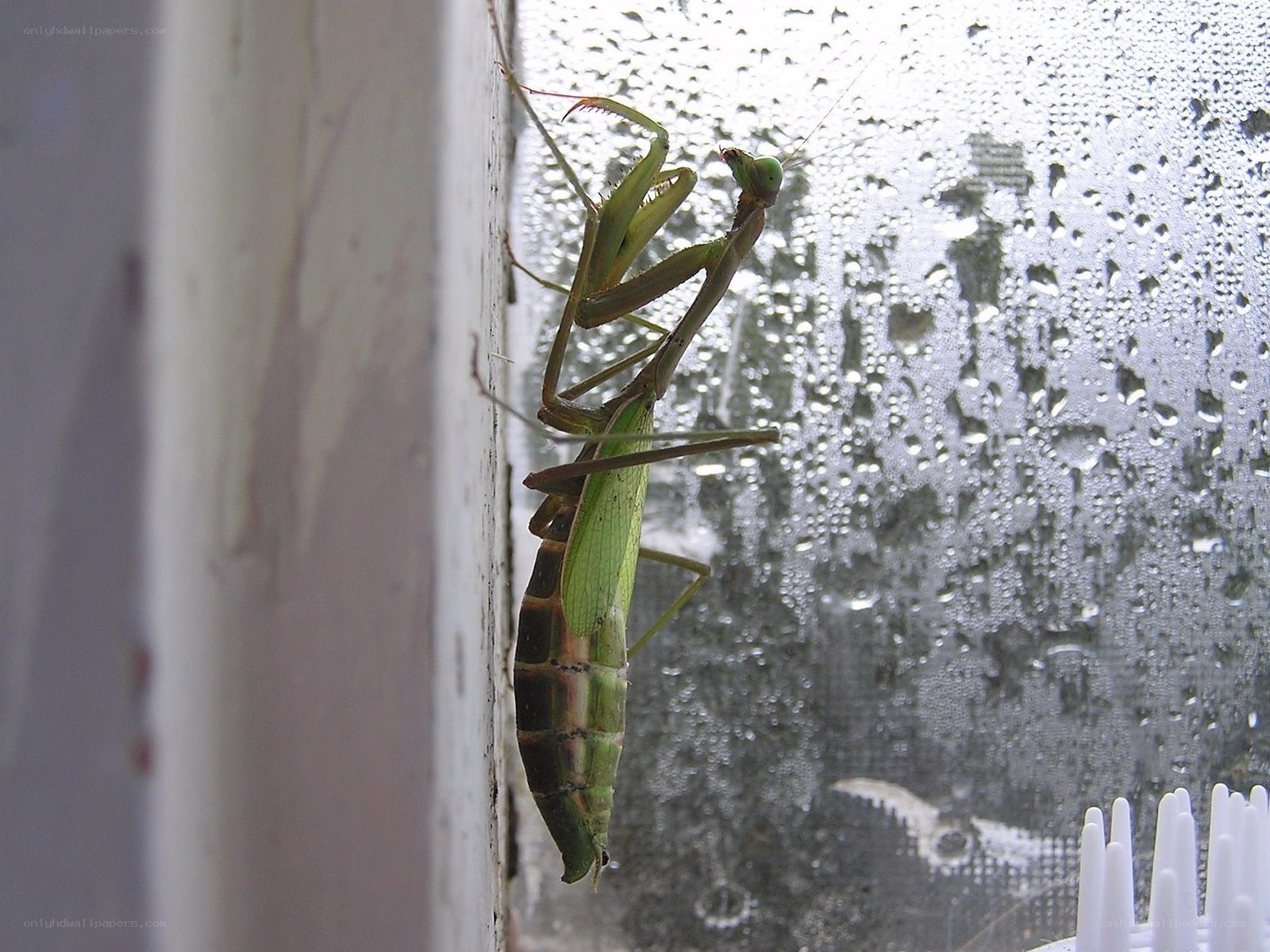 praying mantis on window