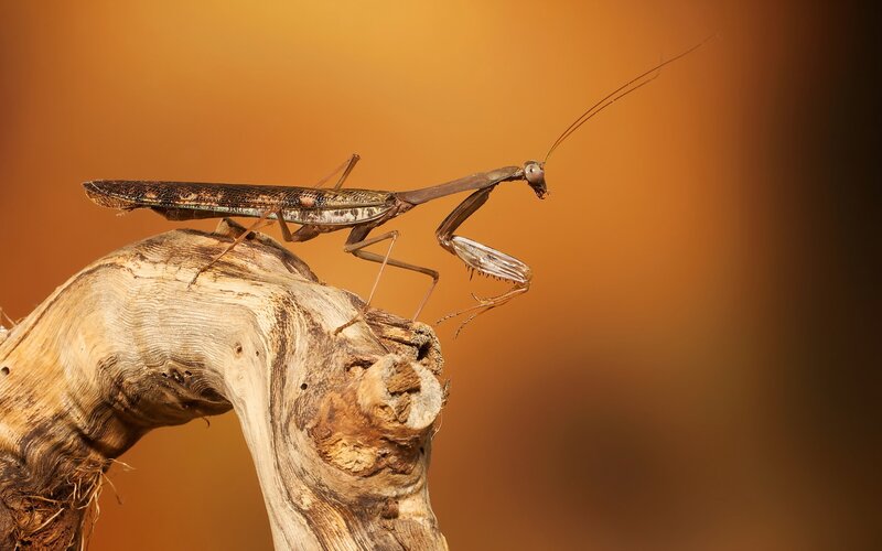 Praying Mantis on Wood — Orange