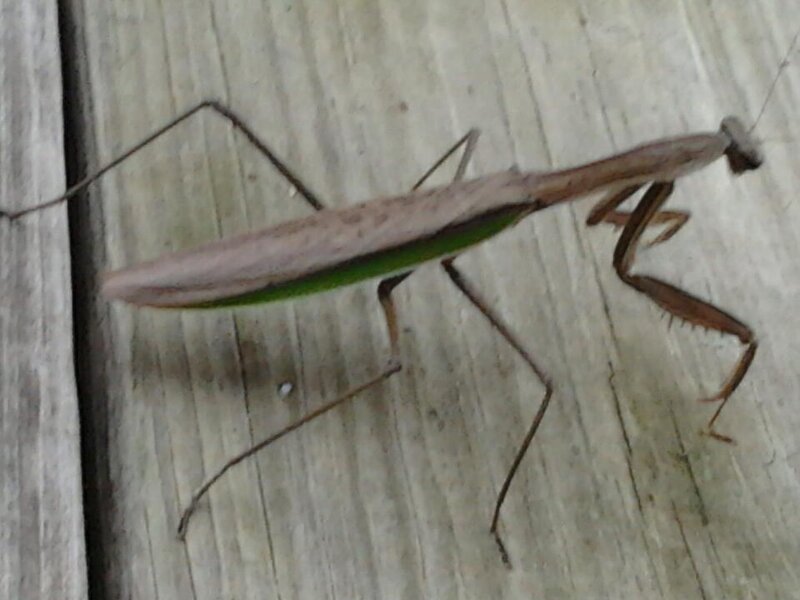 Praying Mantis on Wood
