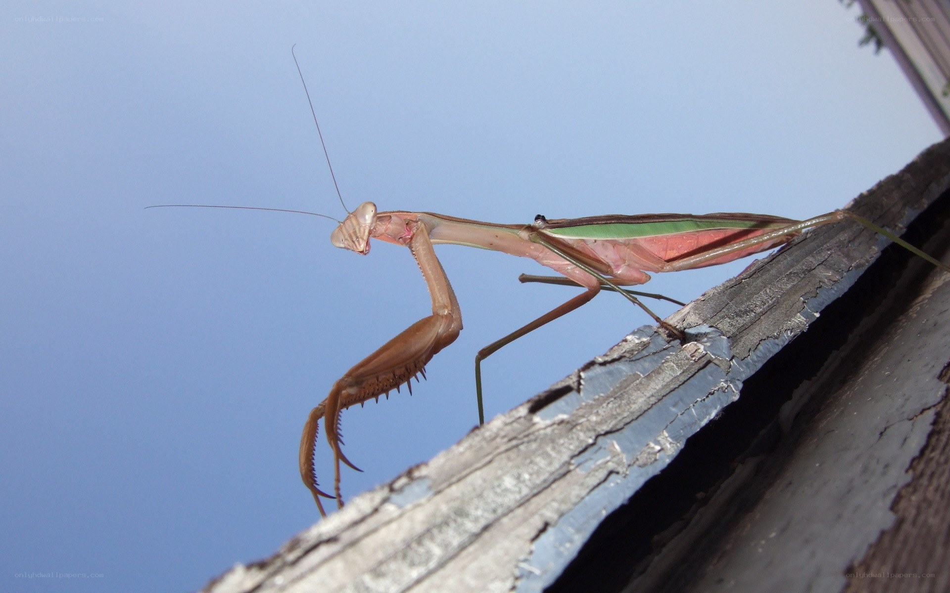 praying mantis on wooden beam