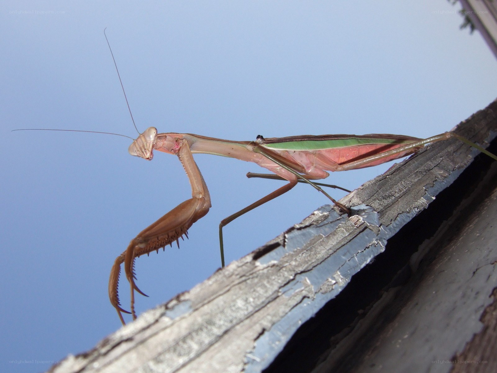 praying mantis on wooden beam