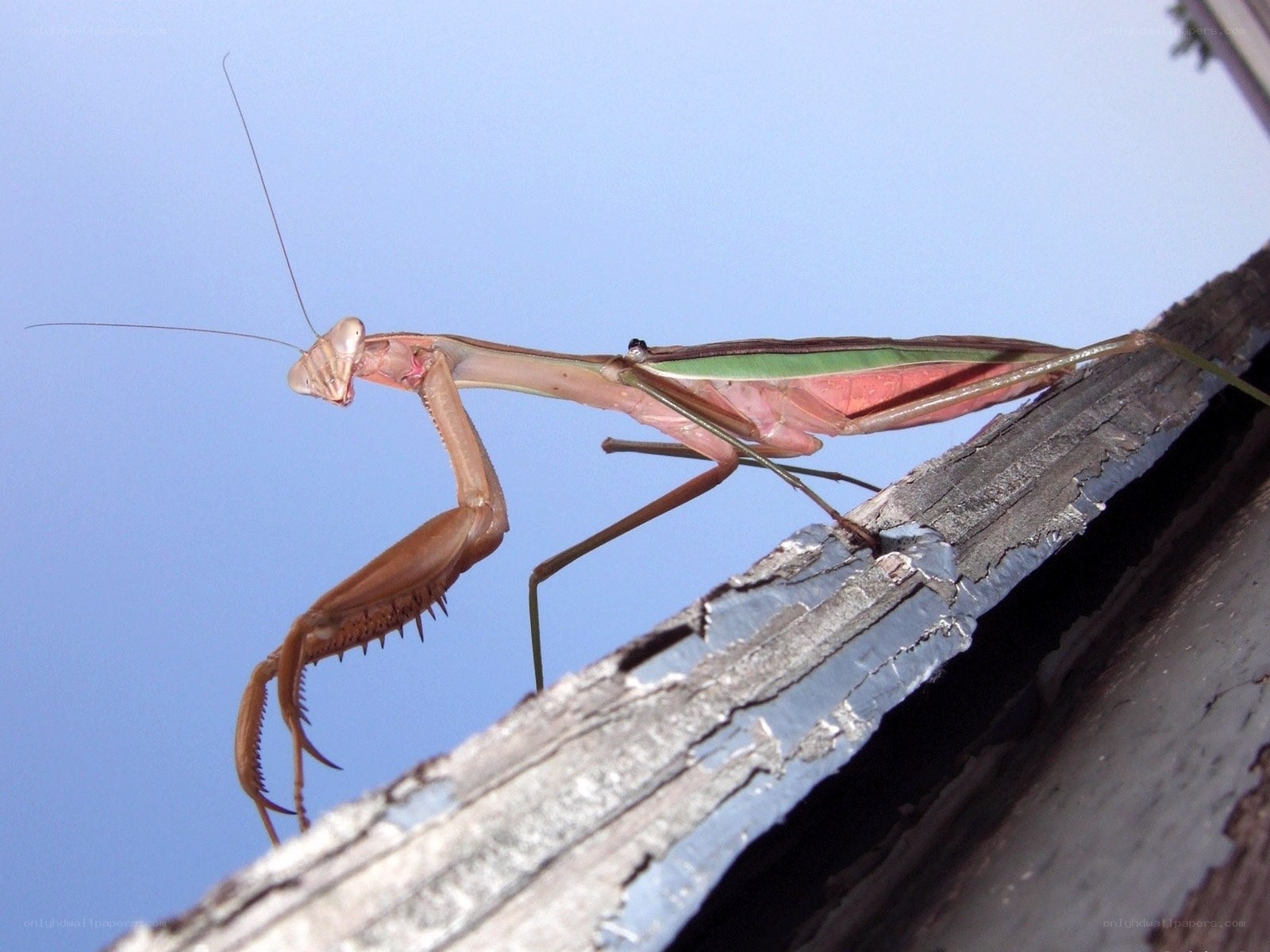 praying mantis on wooden beam