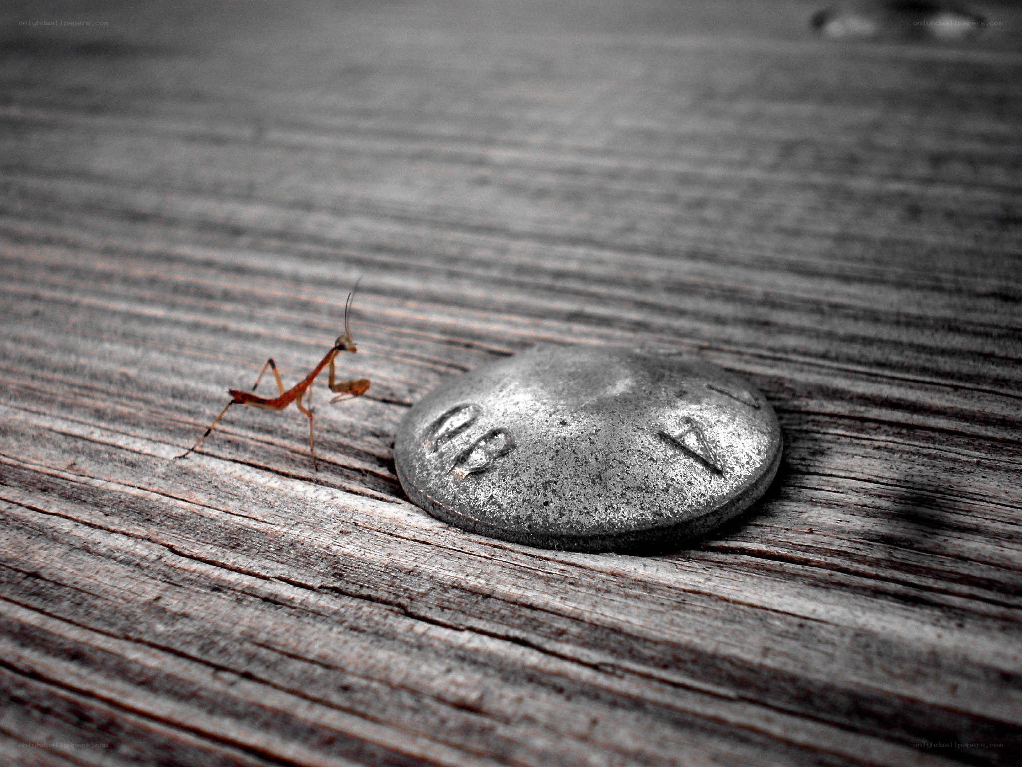 Praying mantis on wooden surface