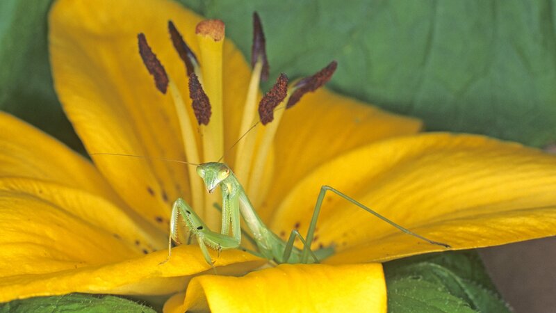 praying mantis on yellow flower