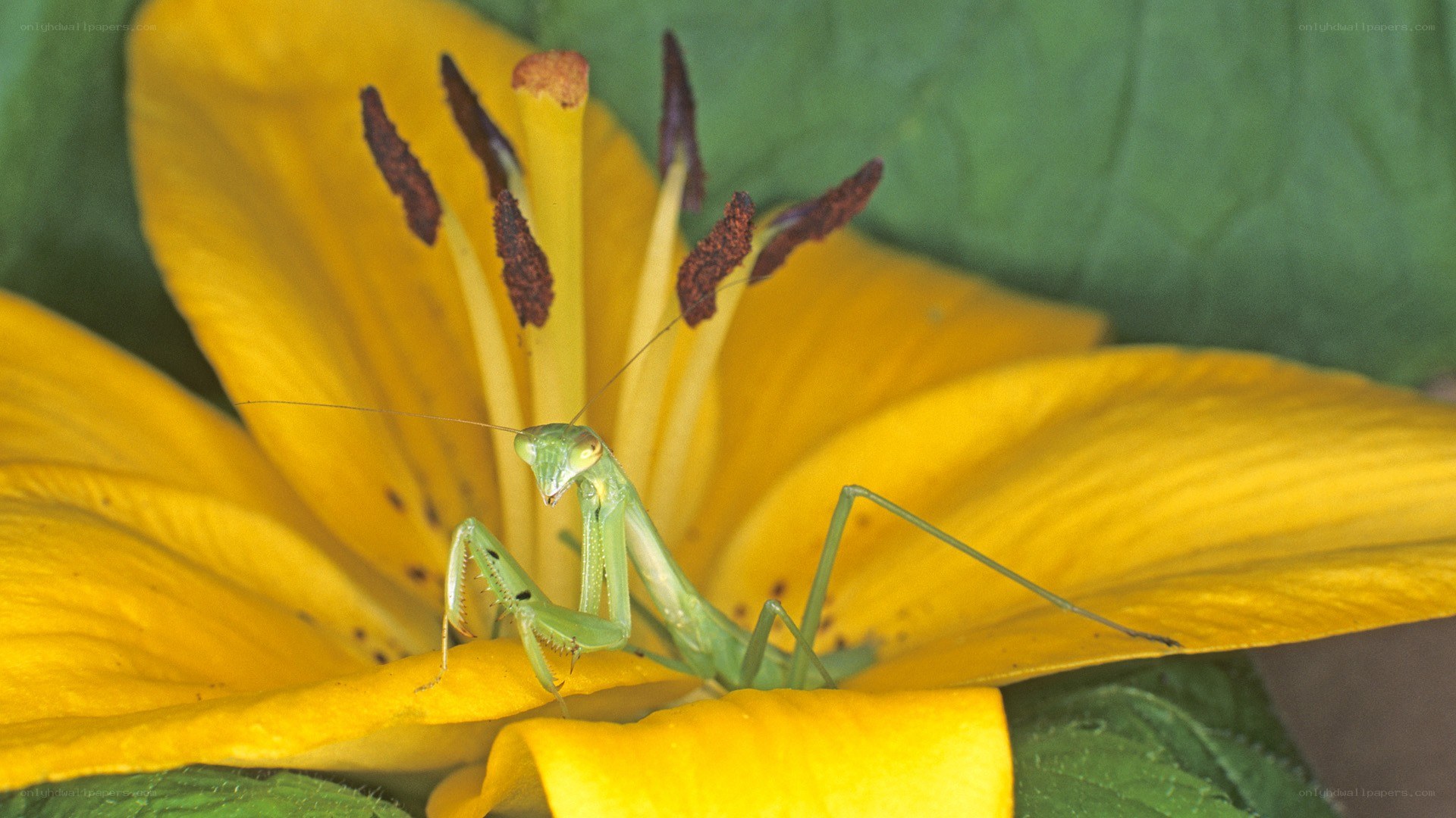 praying mantis on yellow flower
