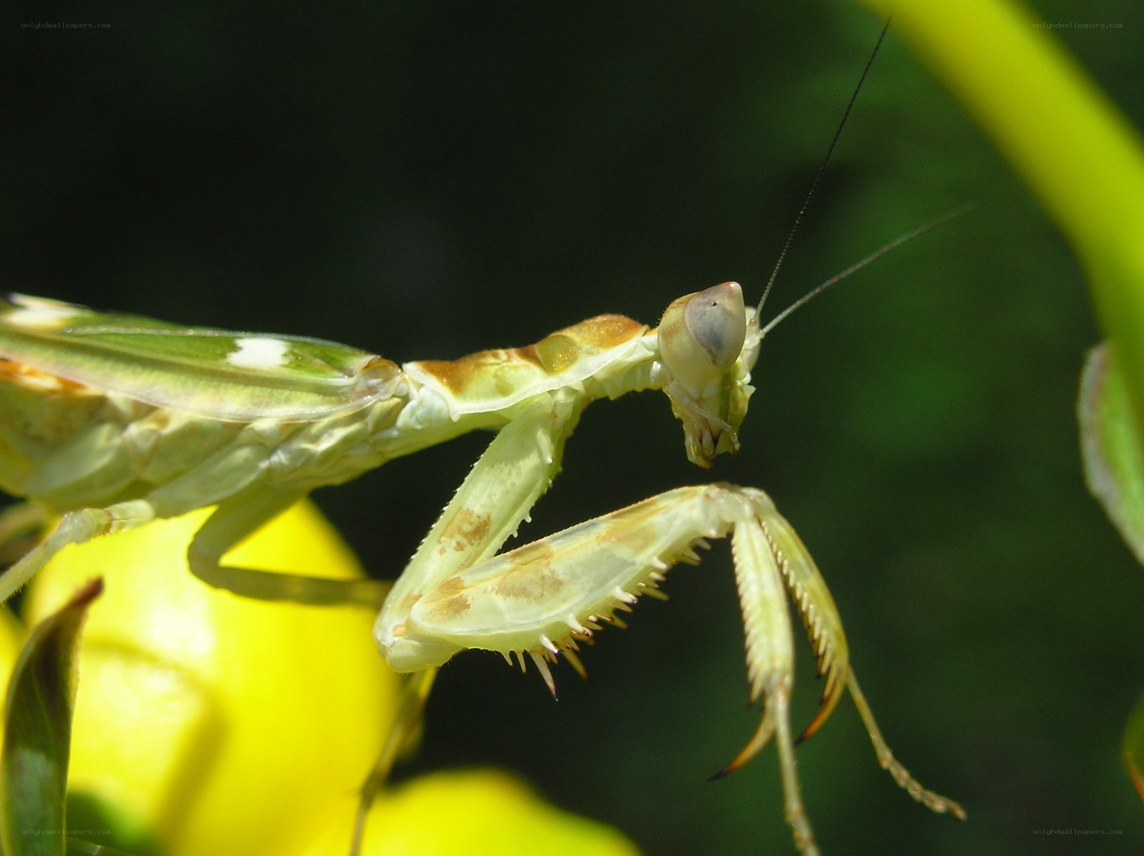 praying mantis on yellow flower