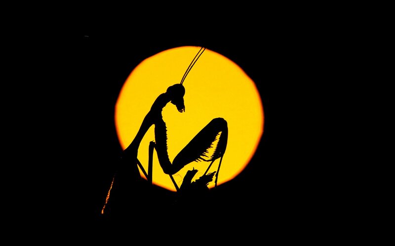 Praying Mantis Silhouette — Black