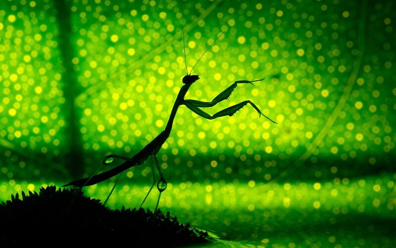 Praying Mantis Silhouette — Green