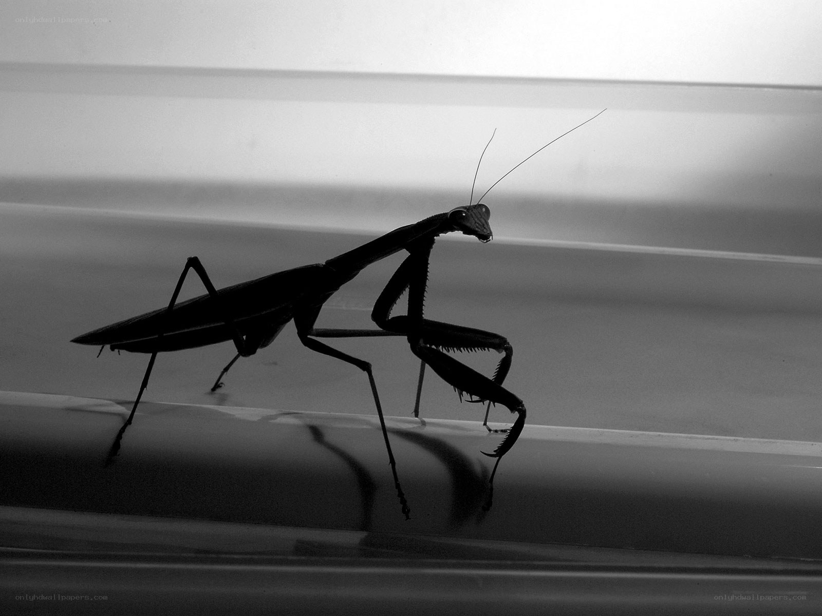 praying mantis silhouette