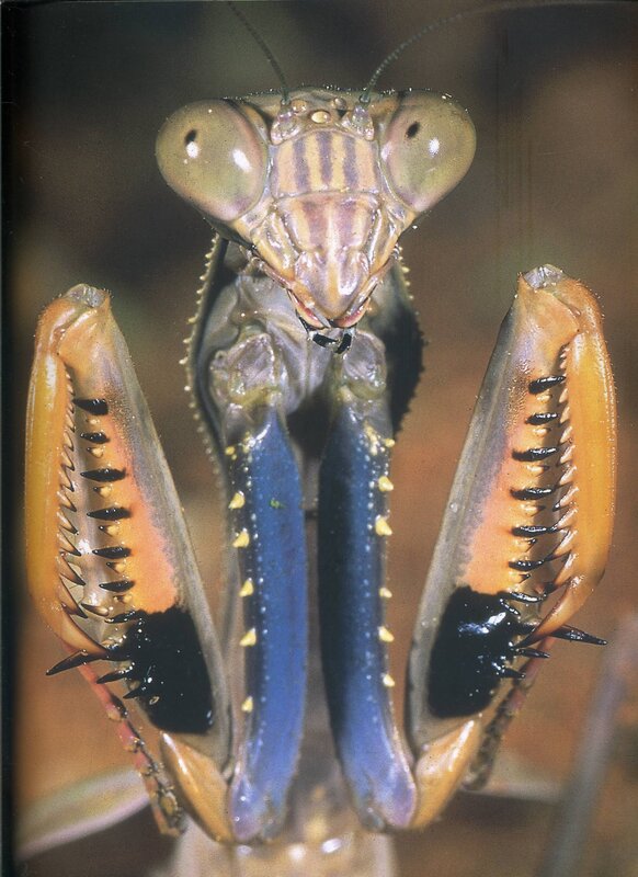 Praying Mantis