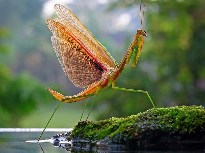 Praying Mantis with Open Wings
