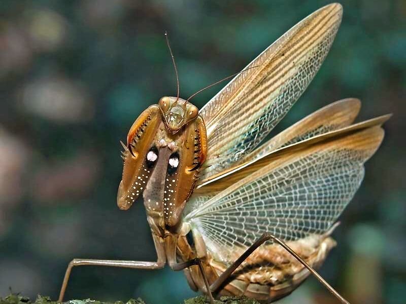 Praying Mantis with Wings