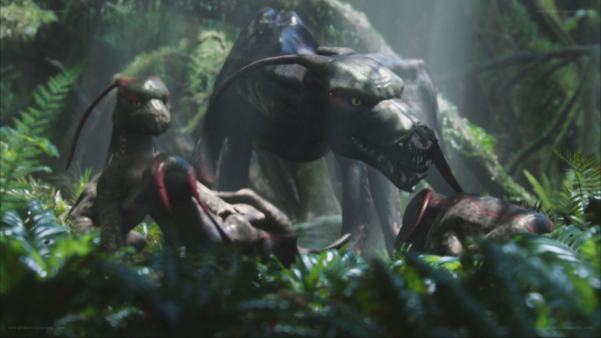 Predatory creatures in jungle
