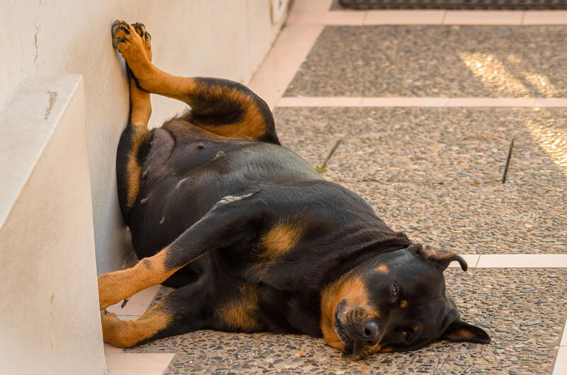 Pregnant Rottweiler Dog