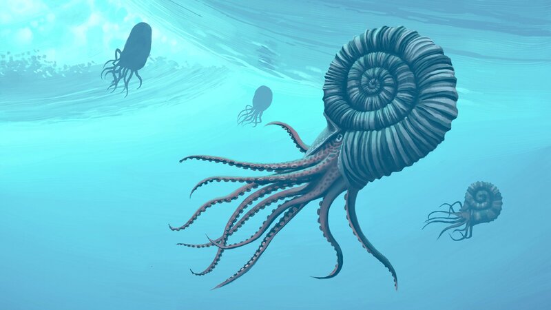Prehistoric Ammonite