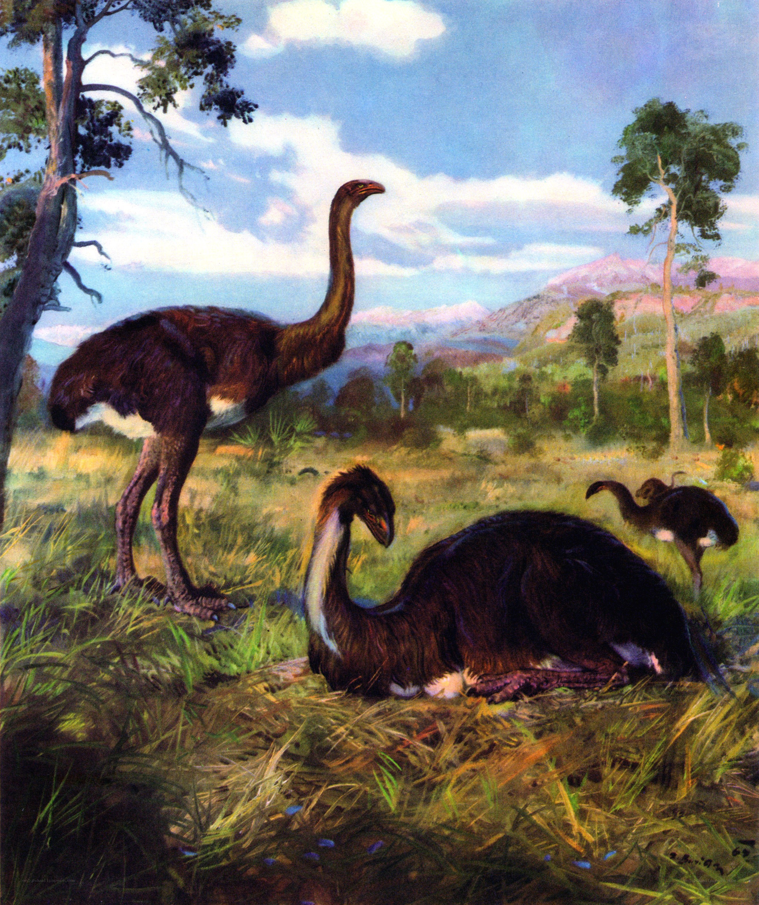 Prehistoric bird family
