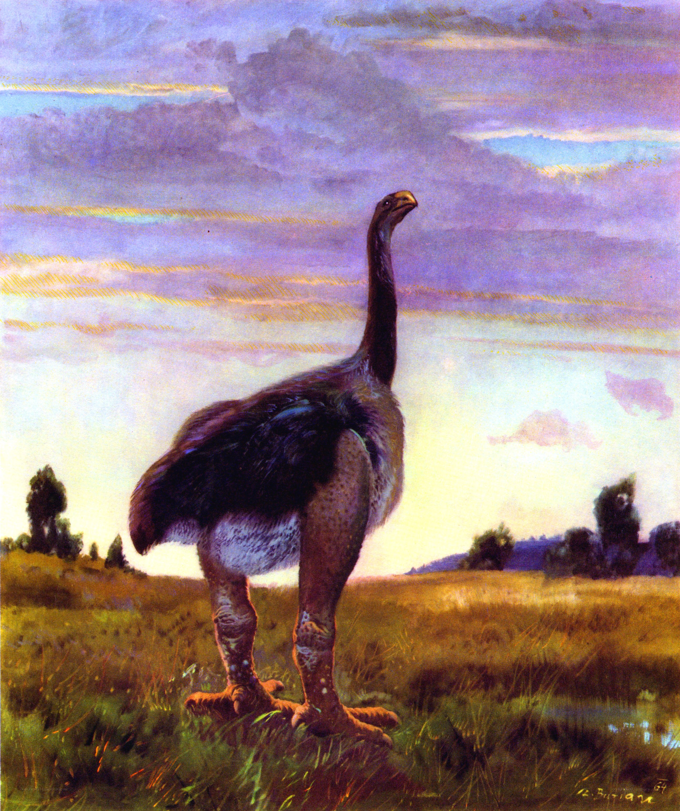 Prehistoric bird in a field