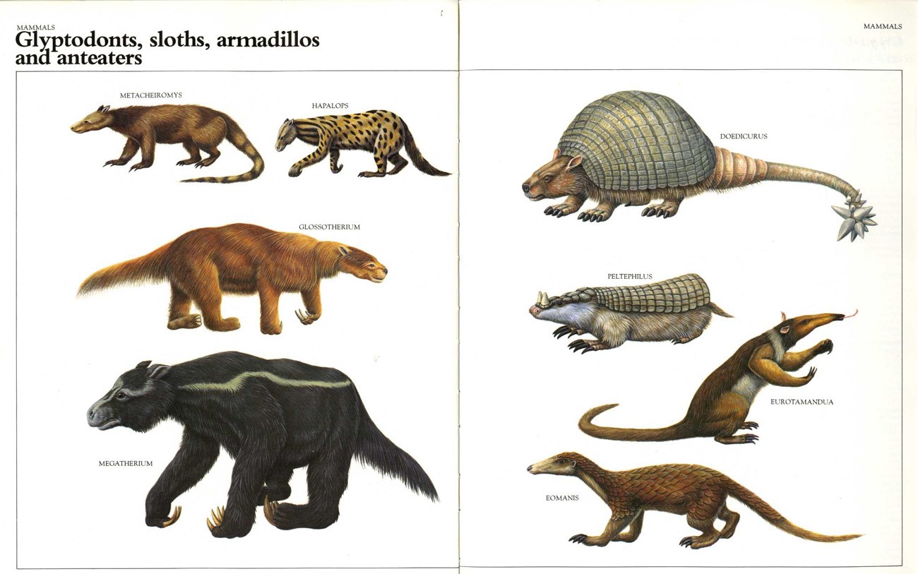 Prehistoric mammals illustrated