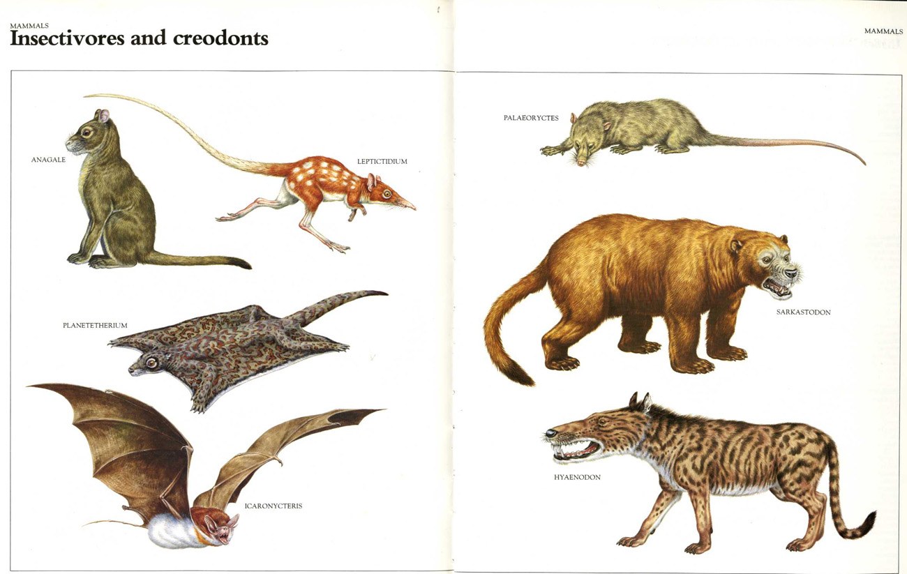 Prehistoric mammals illustrated