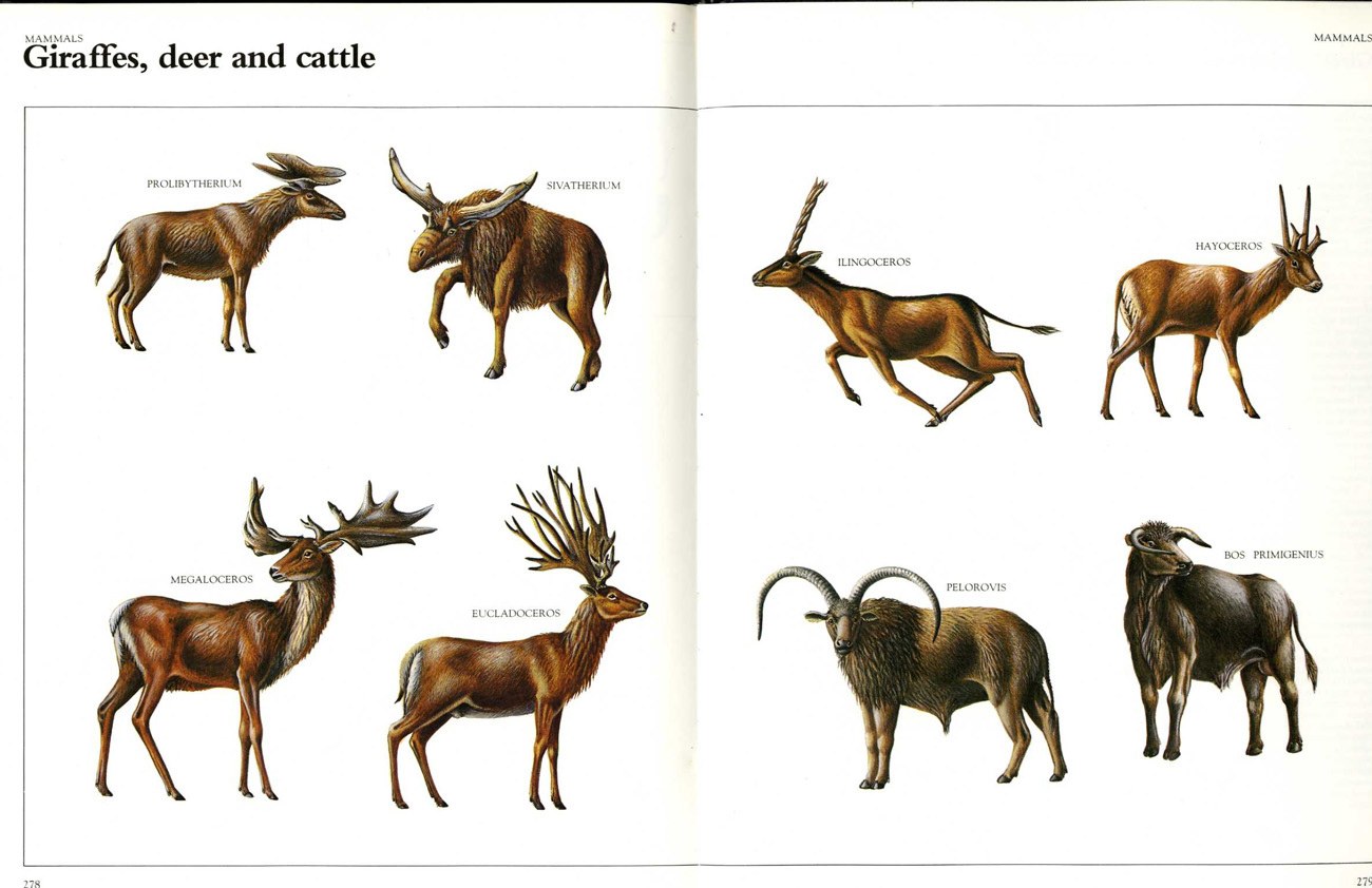 Prehistoric mammals illustration