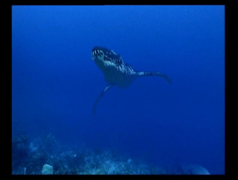Prehistoric Marine Reptile — Blue, Serene