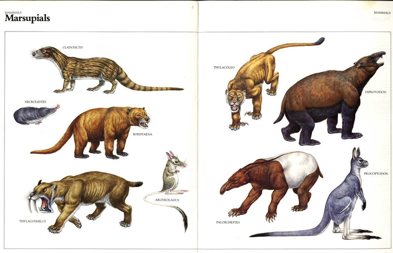 Prehistoric Marsupial Mammals