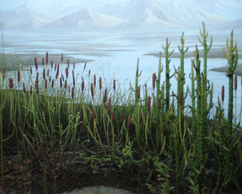 Prehistoric Plants in Swamp