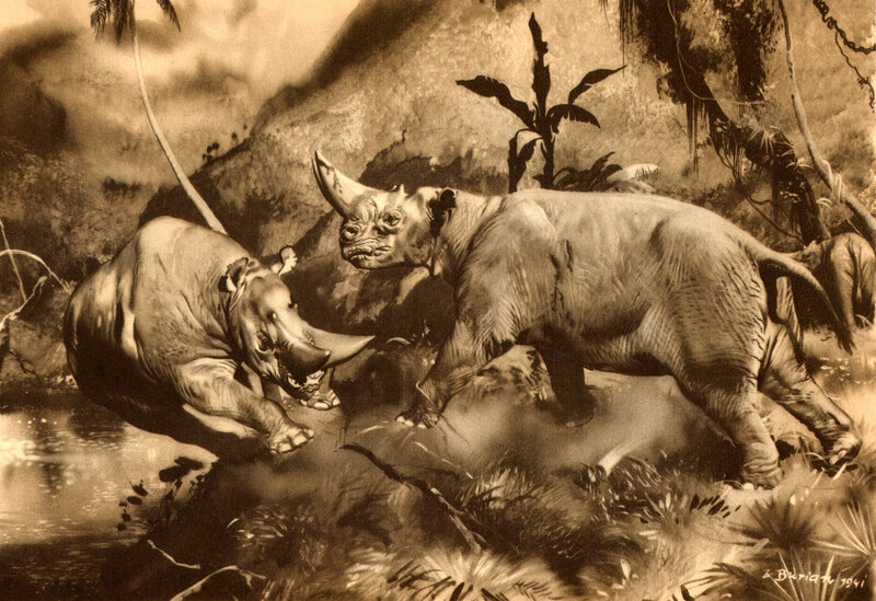 Prehistoric rhino combat