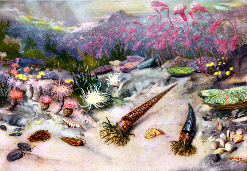 prehistoric sea life illustration