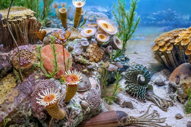 Prehistoric Sea Life