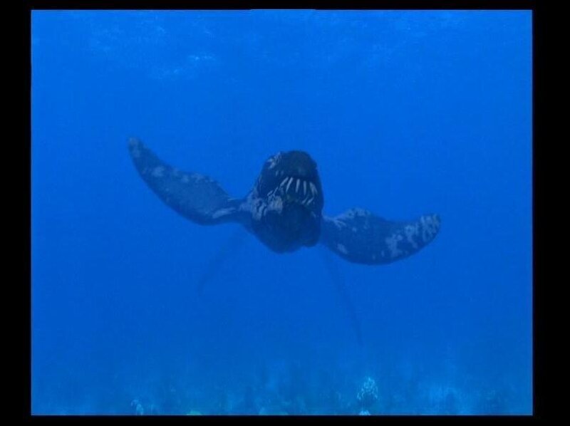 Prehistoric Sea Turtle