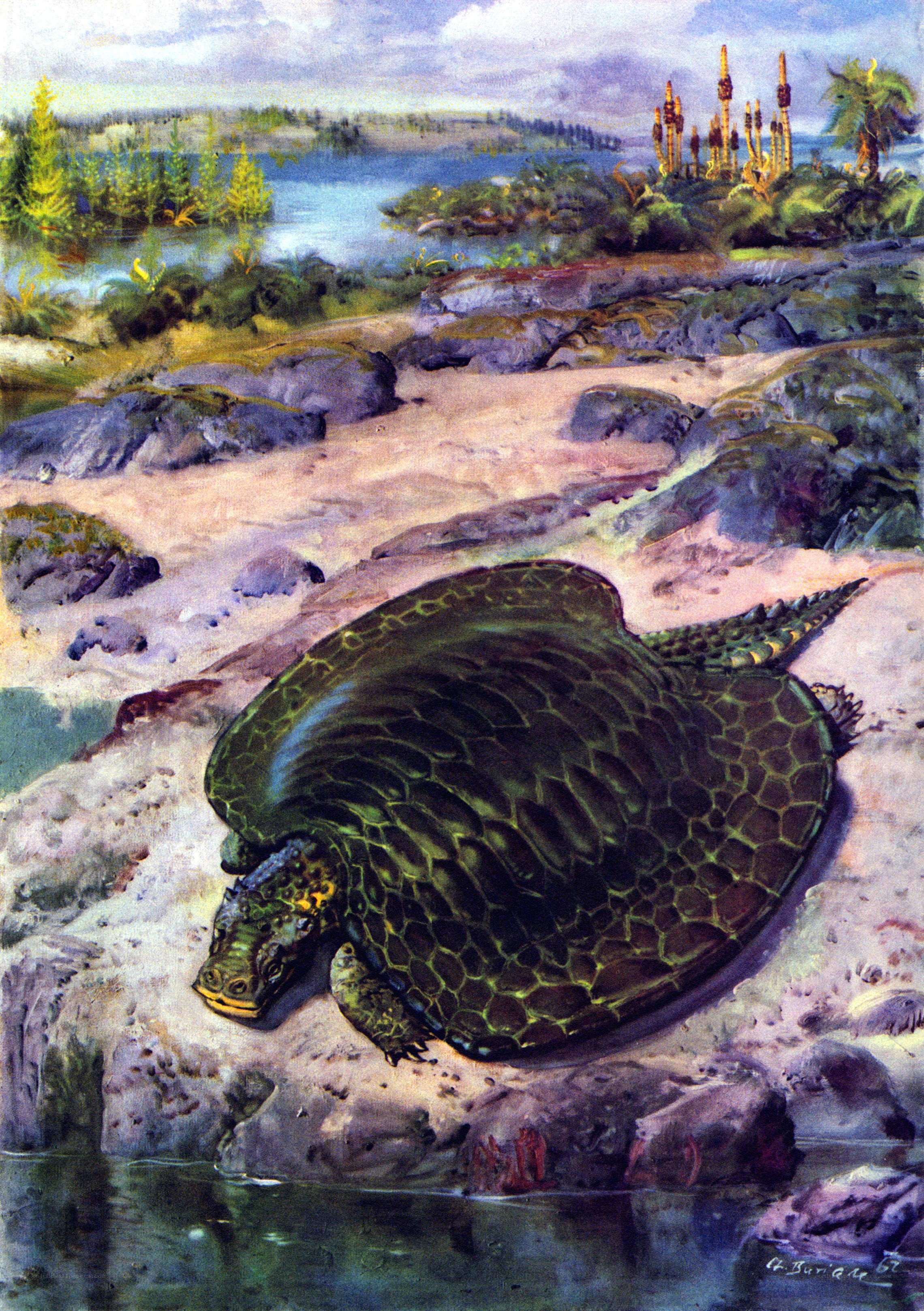 Prehistoric turtle on riverbank