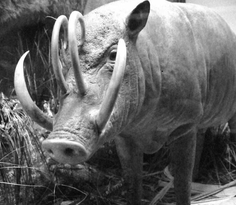 prehistoric warthog sculpture