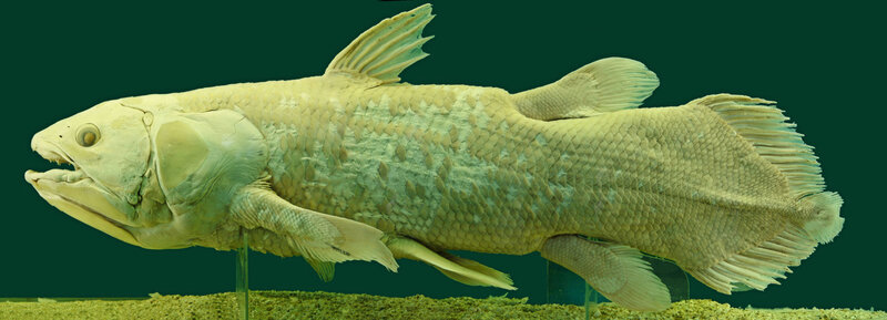 Preserved coelacanth fish