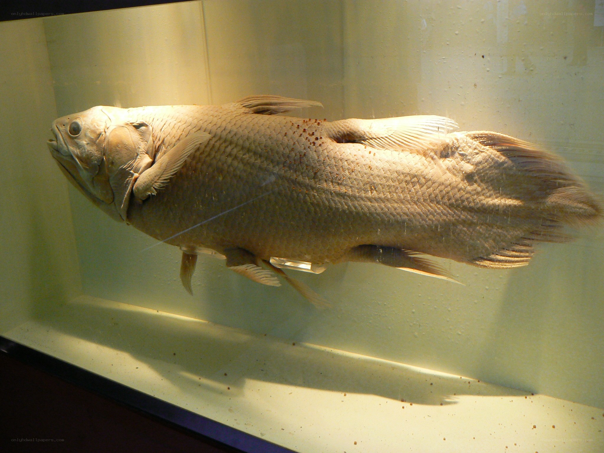 preserved fish specimen in tank