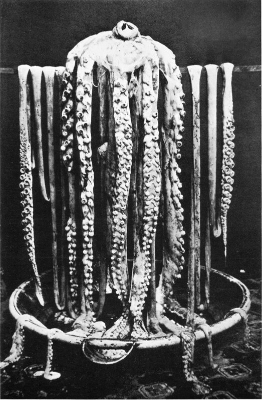 Preserved giant octopus specimen