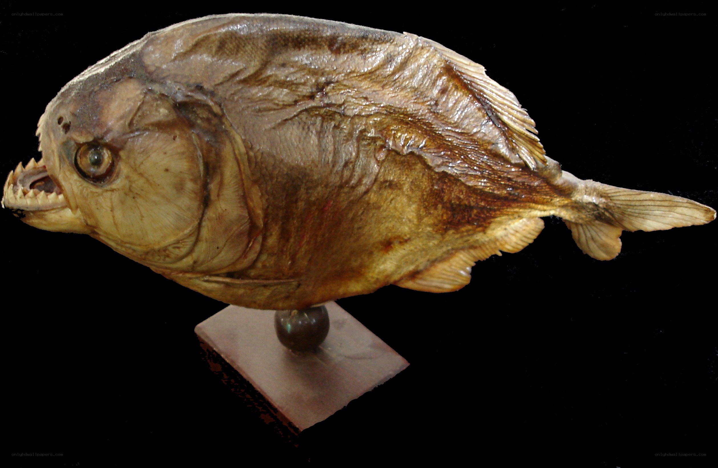 preserved piranha fish