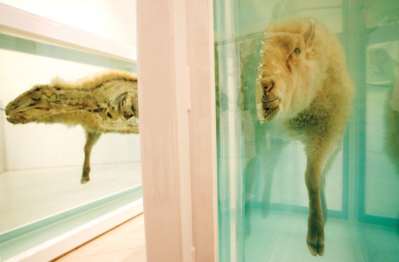 Preserved sheep in glass cases