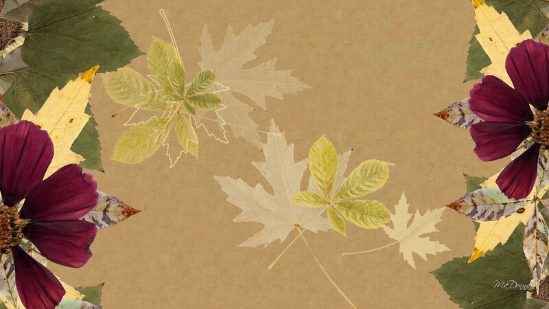 Pressed Autumn Leaves and Flowers