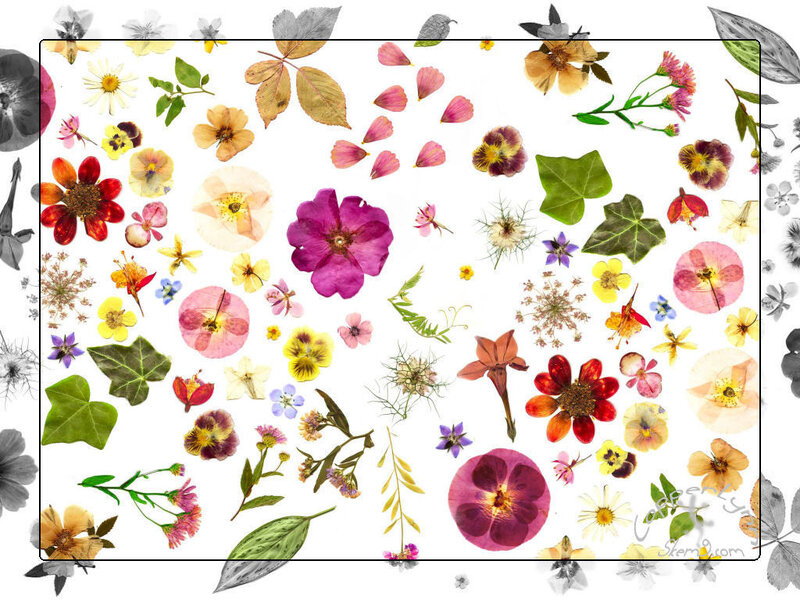 Pressed Flower Collage
