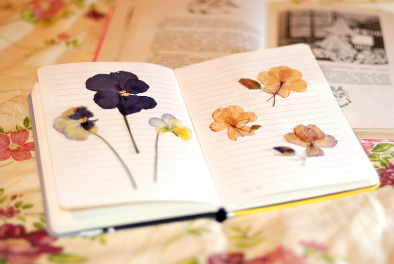 Pressed Flowers in Notebook