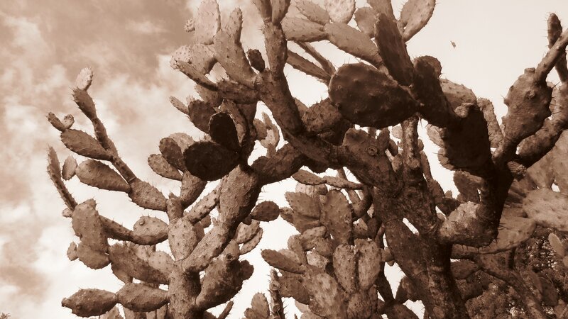 Prickly Pear Cactus — Brown