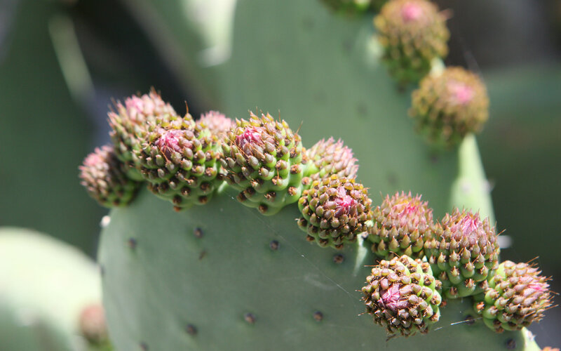 Prickly Pear Cactus Buds
