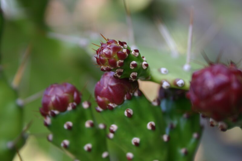 Prickly Pear Cactus Fruit — Green