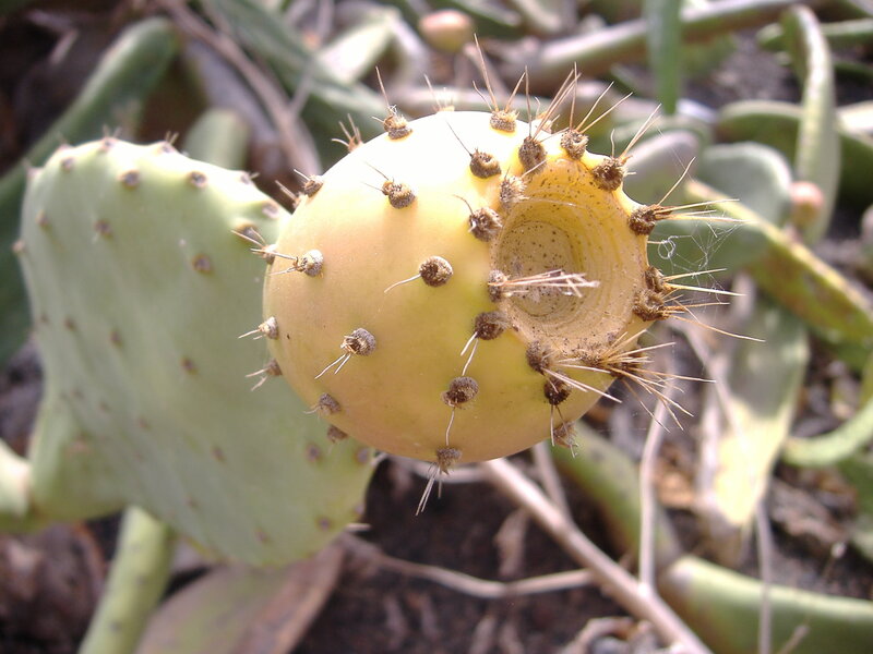 prickly pear cactus fruit