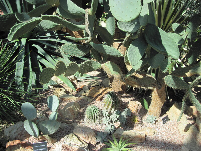 Prickly Pear Cactus Garden
