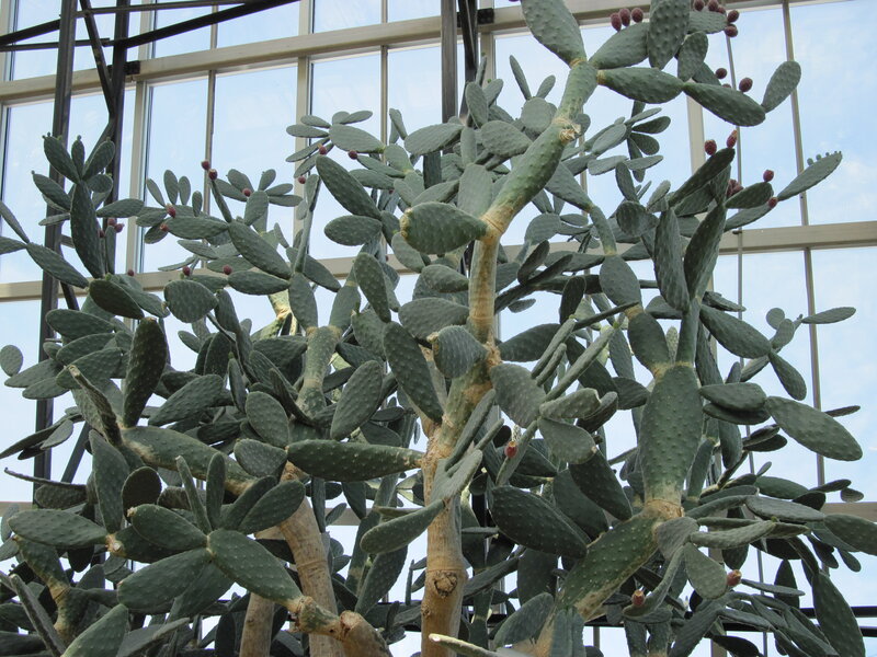 Prickly Pear Cactus — Green, Calm, Afternoon